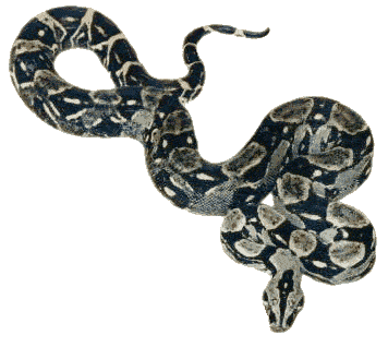 boa-constrictor-longi_neu.gif